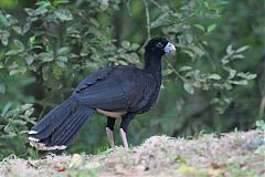 Blue-billed Curassow